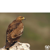 گونه عقاب شاهی Eastern Imperial Eagle